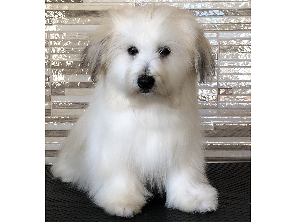 how to deal with coton de tulear