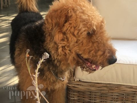 Winston - Airedale Terrier, Euro Puppy Referenzen aus Sri Lanka