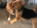 Winston - Airedale Terrier, Euro Puppy Referenzen aus Sri Lanka