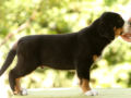 Grosser Schweizer Sennenhund puppy