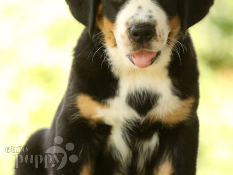 Gran Boyero Suizo puppy