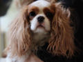 Cavalier King Charles puppy