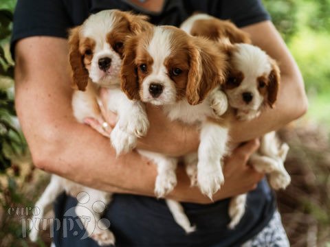 Cavalier King Charles puppy