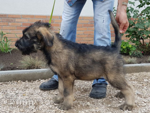 Giant Schnauzer puppy