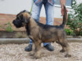 Riesenschnauzer puppy
