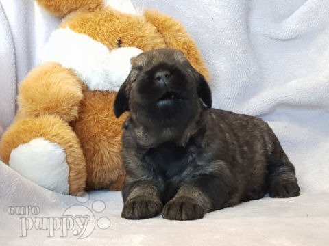 Giant Schnauzer puppy