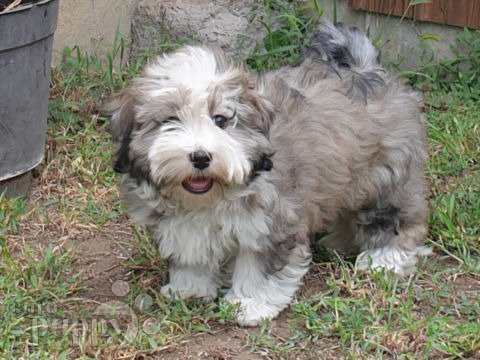 Bichón Habanero puppy