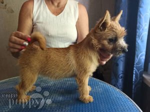 how much does norwich terrier cost