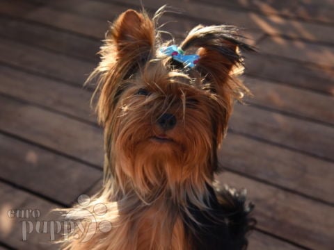 Manny - Yorkshire Terrier, Euro Puppy Referenzen aus Greece