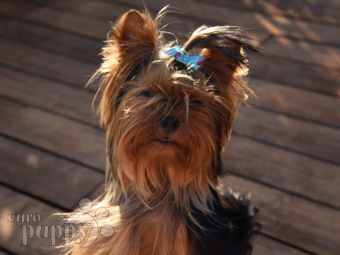 Manny - Yorkshire Terrier, Referencias de Euro Puppy desde Greece