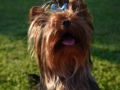 Manny - Yorkshire Terrier, Euro Puppy review from Greece