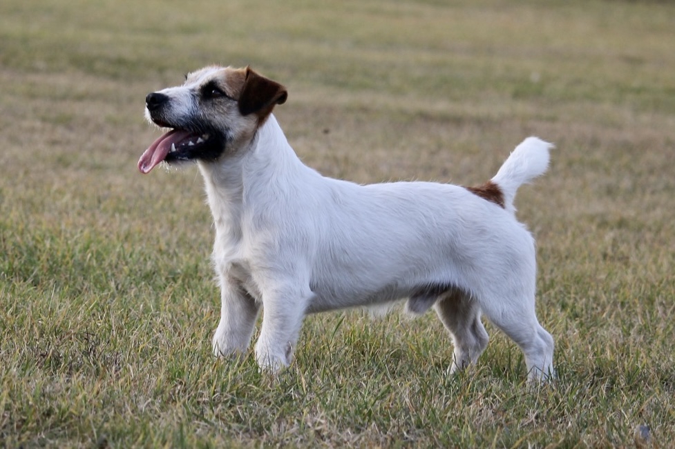 Jack - Jack Russell Terrier Puppy for sale | Euro Puppy