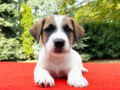 Jack Russell Terrier cachorro