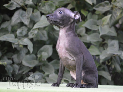 Italian Greyhound puppy
