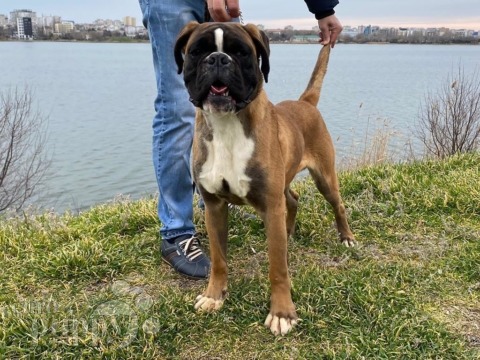 Boxer puppy