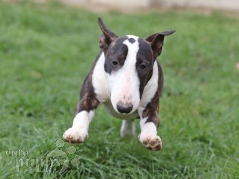 Miniature Bullterrier puppy
