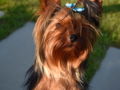 Manny - Yorkshire Terrier, Euro Puppy review from Greece