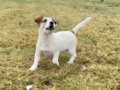 Jack Russell Terrier puppy for sale