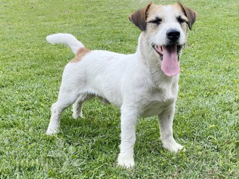 Sealyham x jack sales russell