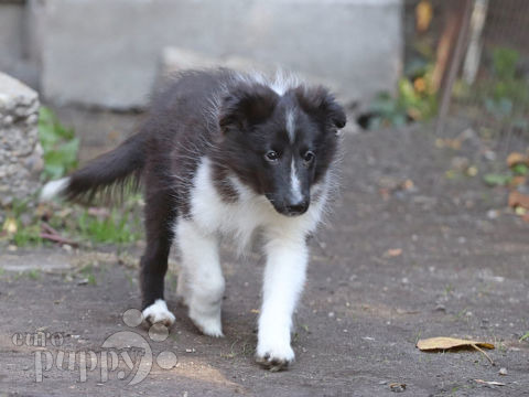 Shetland Sheepdog puppy for sale