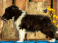 Shetland Sheepdog puppy