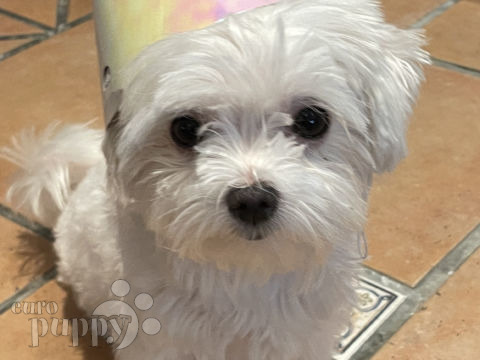 Kenzy - Shih Tzu, Euro Puppy review from Saudi Arabia