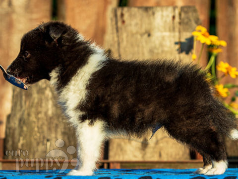 Pastor de Shetland puppy