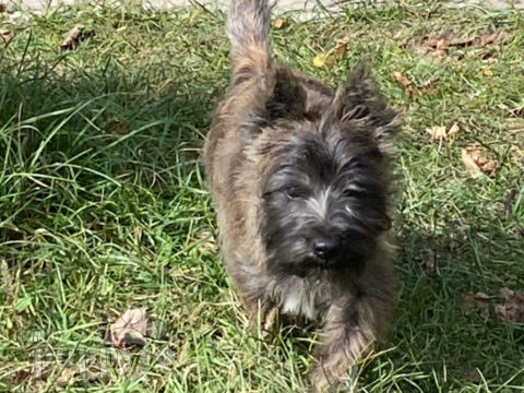 Cairn-Terrier puppy