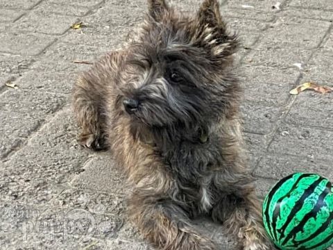 Cairn-Terrier puppy