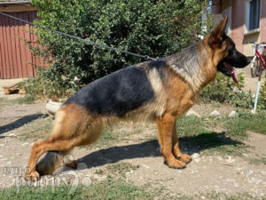 German Shepherd Dog puppy