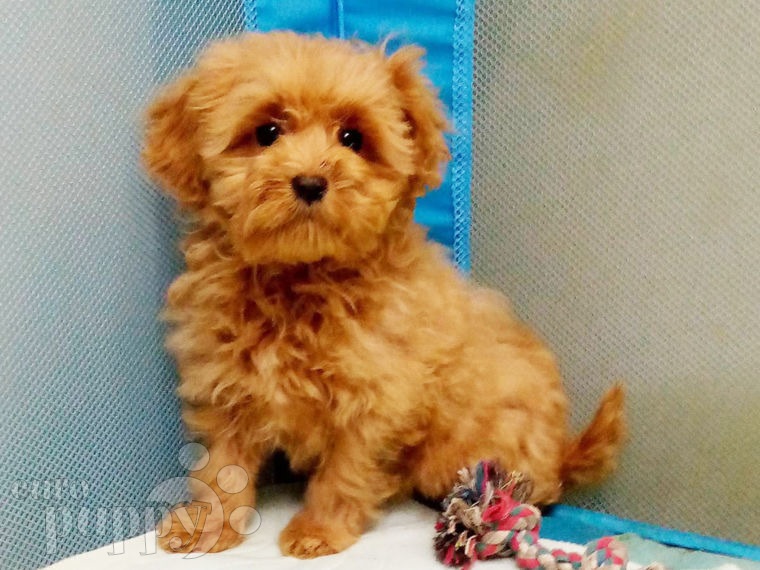Maltipoo puppy