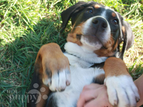 Great Swiss Mountain Dog puppy for sale
