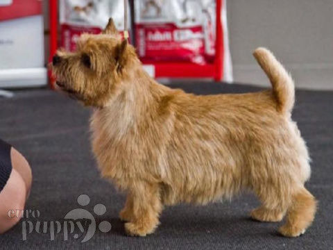 Norwich Terrier welpen kaufen