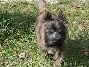 Chihuahua cairn terrier & sale lhasa apso mix for sale