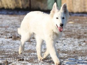 how do you groom white swiss shepherd dog