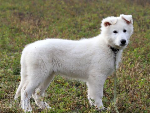 Berger Blanc Suisse puppy