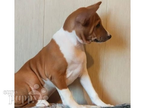 Basenji cachorro en venta