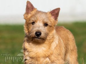 how much do norwich terriers cost