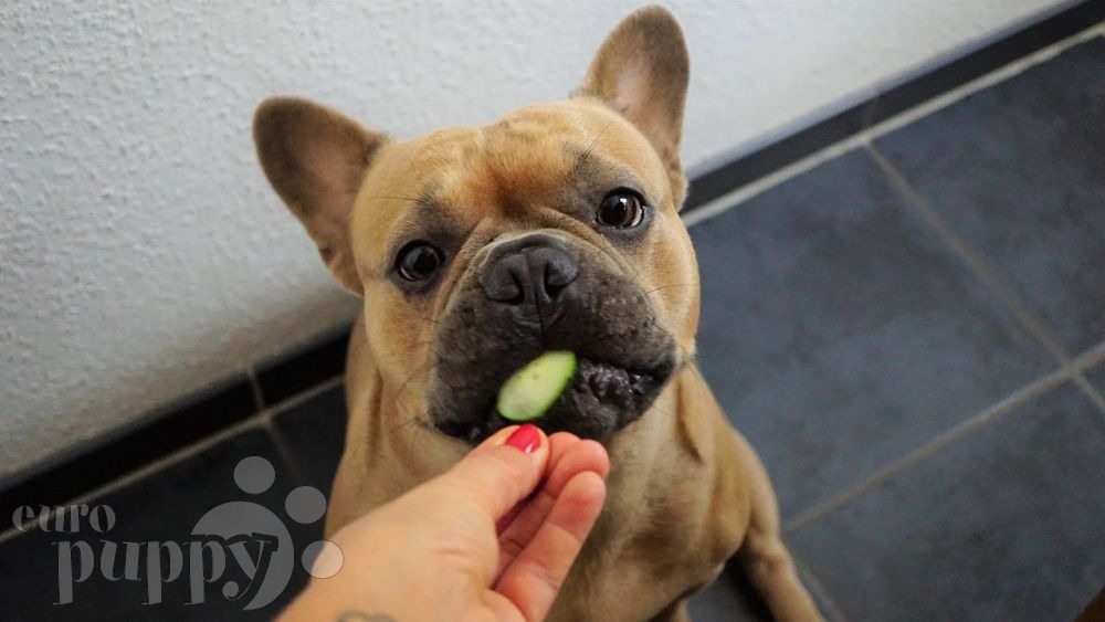 10 Fruits and Vegetables That a Dog Can Eat