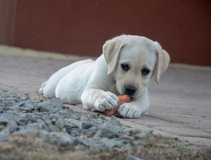 dog veg