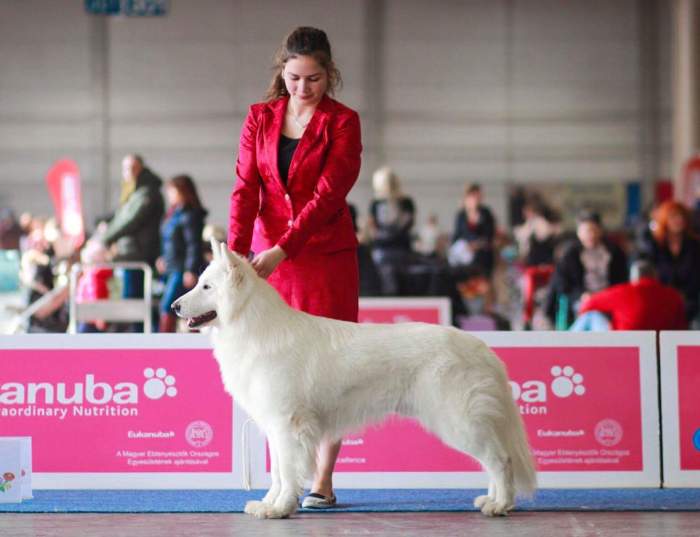 Champion line dog breeder