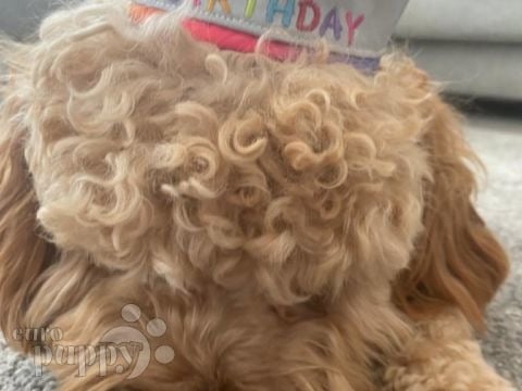 Bo - Cavapoo, Euro Puppy review from United Arab Emirates