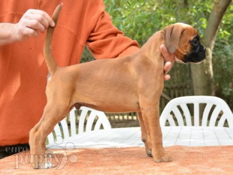 Boxer cachorro en venta