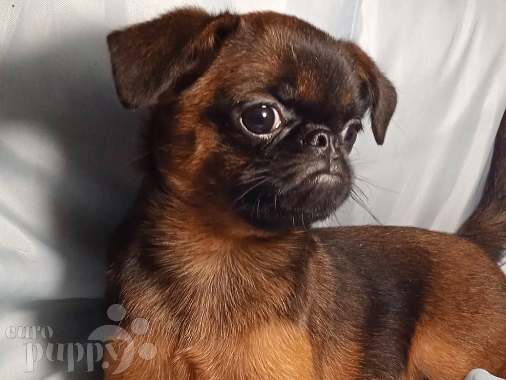 Felicia - Brussels Griffon Puppy for sale | Euro Puppy