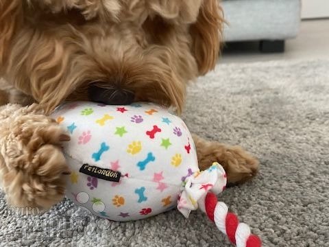 Bo - Cavapoo, Euro Puppy review from United Arab Emirates