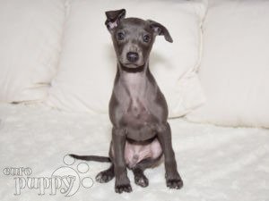 Mini greyhound 2024 for sale