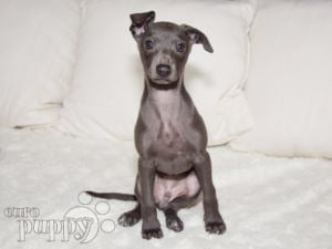 Italian Greyhound puppy for sale