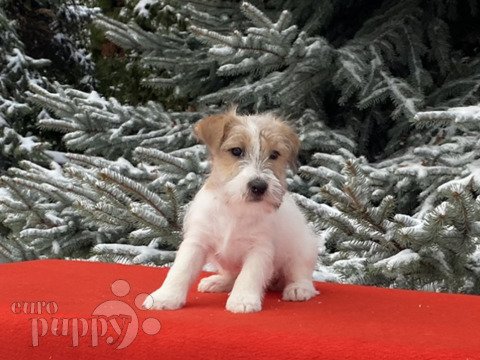 Jack-Russell-Terrier puppy