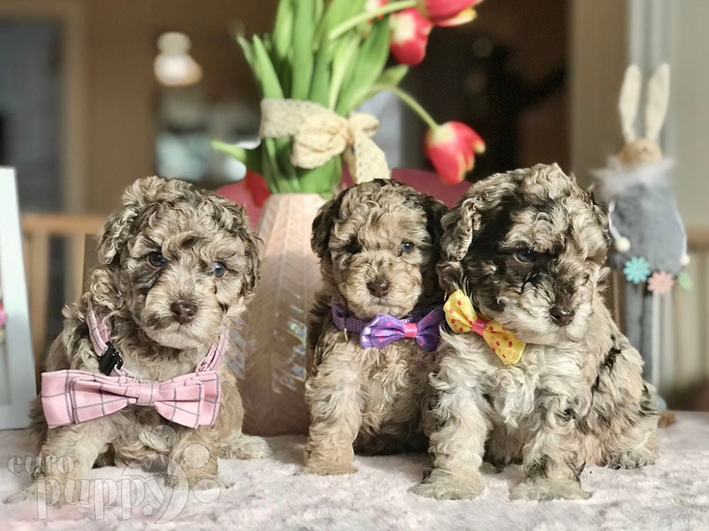 All the Facts about Hypoallergenic Puppies for Sale
