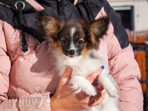 are papillon with miniature poodle